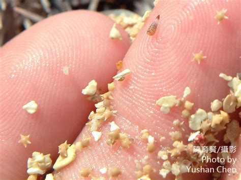 星砂是什麼|Baculogysinoides spinosus Yabe & Hanzawa 